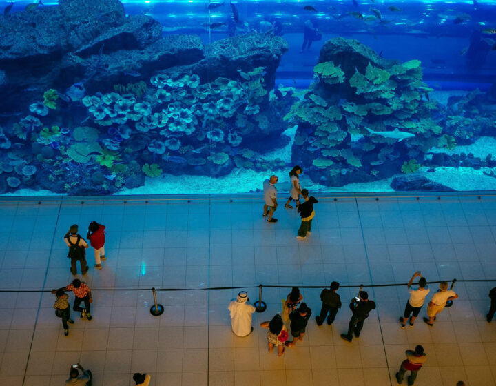 Dive into Adventure: Dubai Mall Aquarium with Underwater Zoo